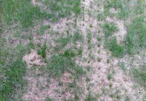 new grass growing in aerated lawn