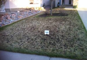 Edmonton lawn aerated by Weed Patrol