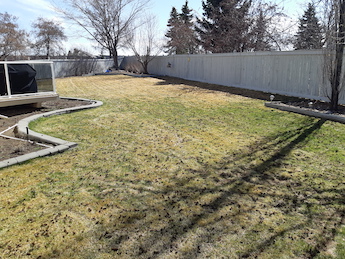 edmonton lawn aeration - after photo of lawn