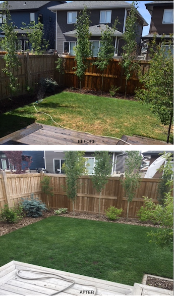 lawn care edmonton - before & after photos of lawns treated with fertilizer and weed control