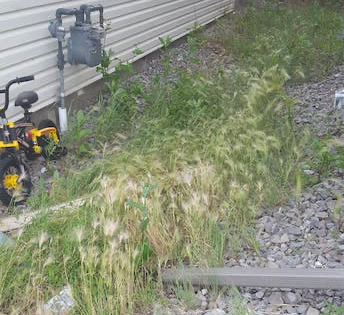 vegetation growth backyard - edmonton vegetation control