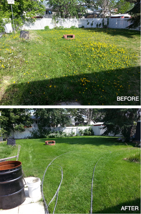 weed control edmonton - before and after treating lawn
