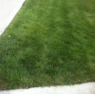 edmonton overseeding - lush lawn