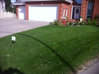 lawn fertilization edmonton - fertilized lawn