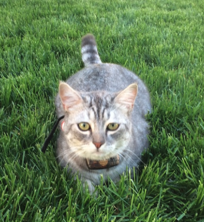 pet friendly lawn care edmonton