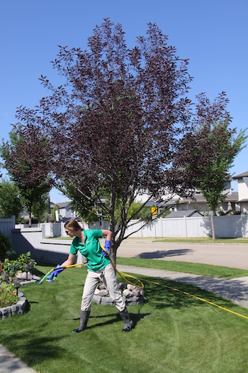 weed control edmonton - weed patrol worker